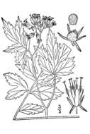 Image of eastern waterleaf