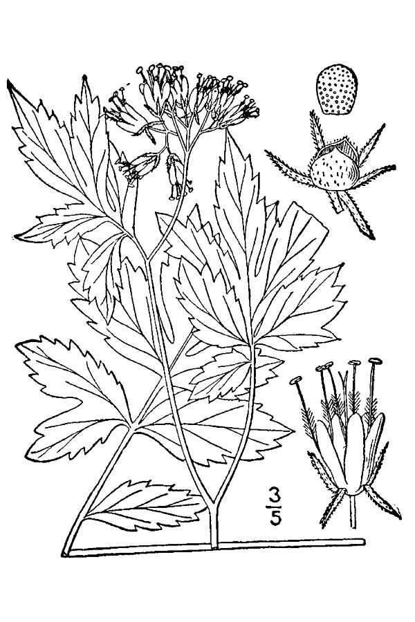 Image of eastern waterleaf