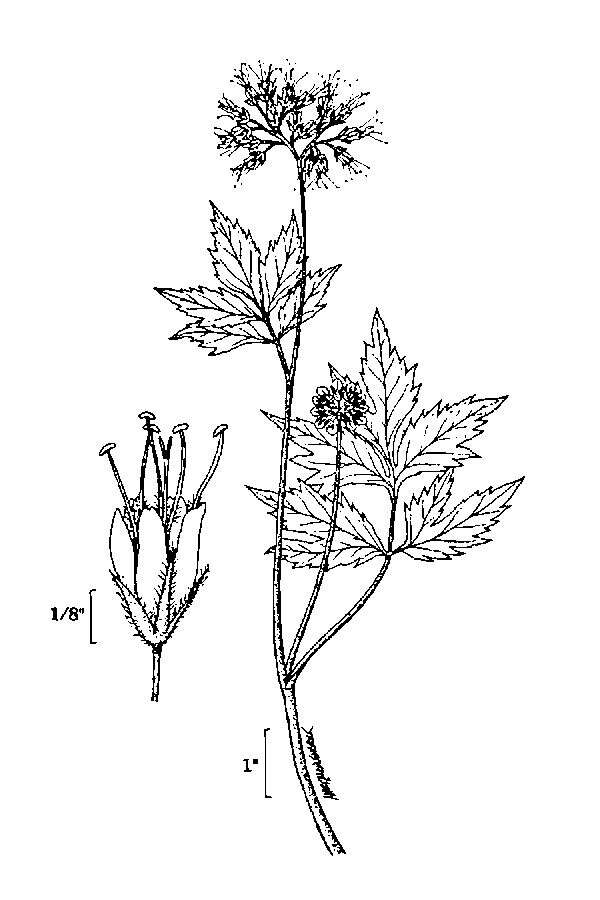 Image of eastern waterleaf