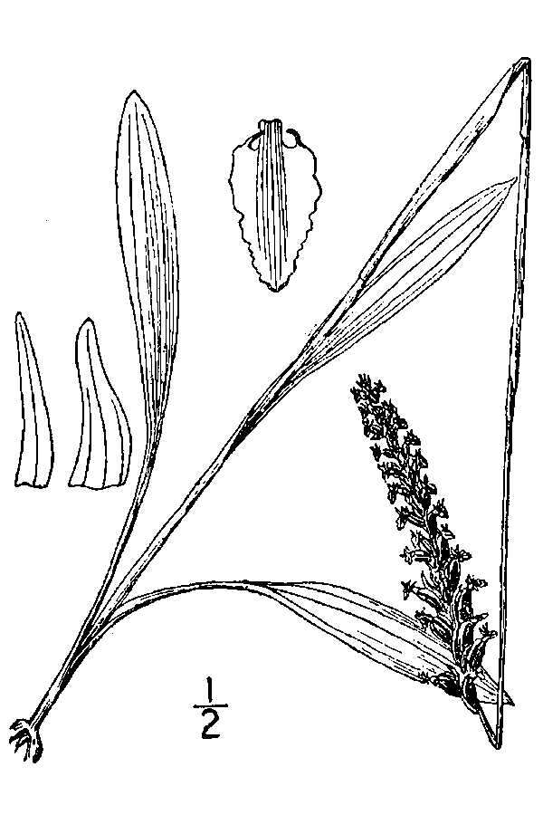 Слика од Spiranthes ovalis var. ovalis