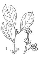 Ilex verticillata (L.) A. Gray resmi