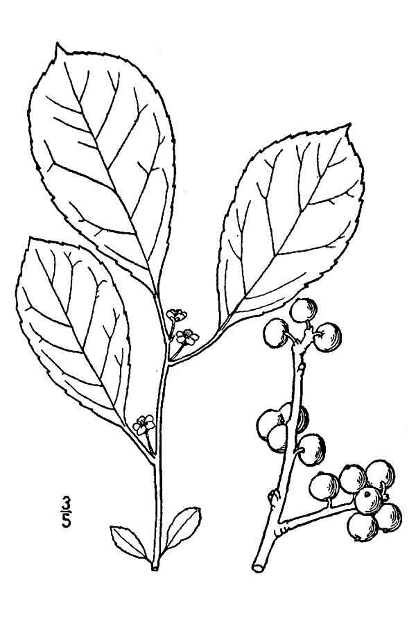 Ilex verticillata (L.) A. Gray resmi