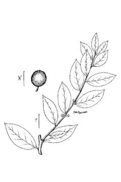 Image of large gallberry