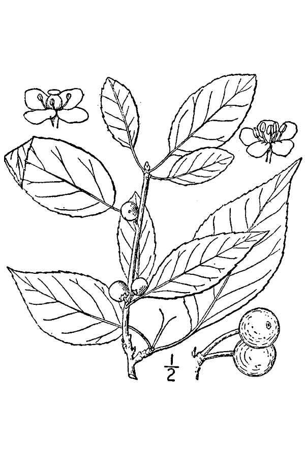 Image of Mountain Winterberry