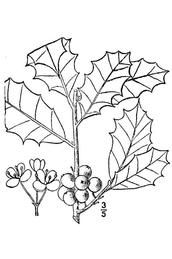 Image of American holly