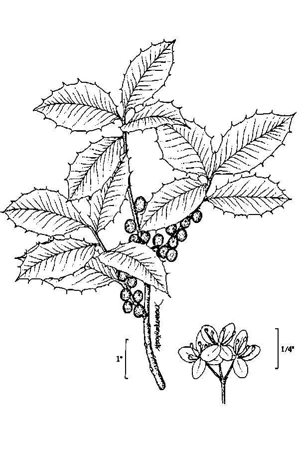 Image of American holly