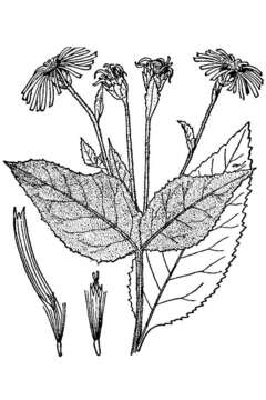 Image of Elecampane