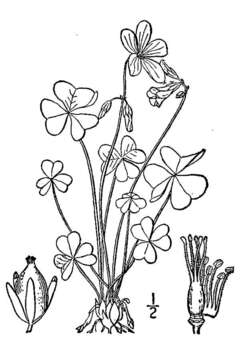 Image of violet woodsorrel