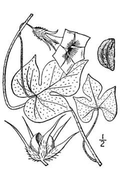 Ipomoea hederacea (L.) Jacquin resmi