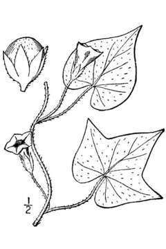 Ipomoea lacunosa L. resmi