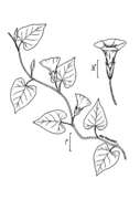 Ipomoea lacunosa L. resmi