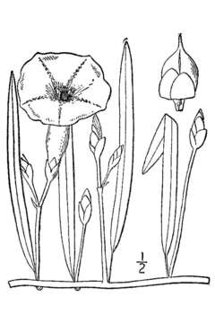 Ipomoea leptophylla Torr. resmi