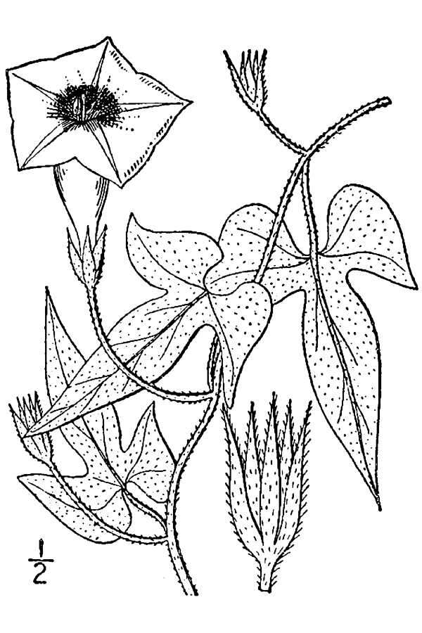 Ipomoea cordatotriloba Dennst. var. cordatotriloba resmi