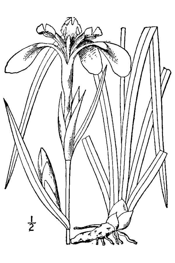 Image of copper iris