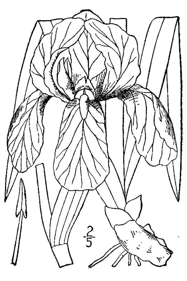 Image of German iris