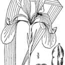 Image of Dixie iris