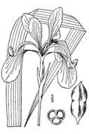 Imagem de Iris hexagona var. hexagona