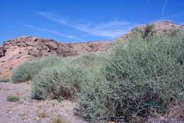 Image de Atriplex lentiformis (Torr.) S. Wats.