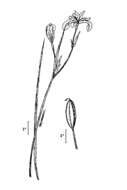 Image of slender blue iris