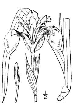 Image of yellow flag, yellow iris