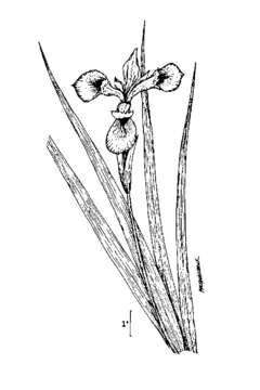 Image of Virginia iris