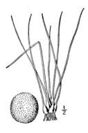 Image of Limestone Quillwort