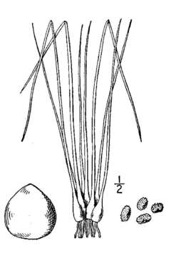 Isoetes melanopoda Gay & Dur.的圖片