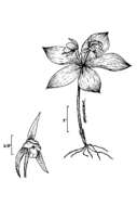 Image de Isotrie Fausse-médéole