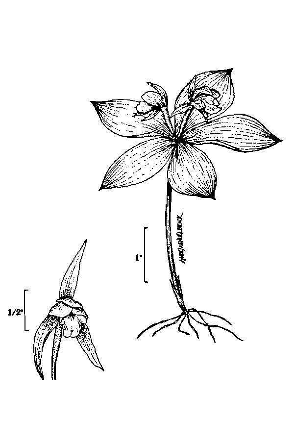 Image de Isotrie Fausse-médéole