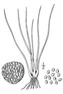 Image of shore quillwort