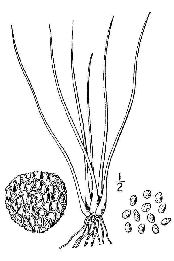 Image of shore quillwort