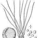 Image of Sugary Quillwort