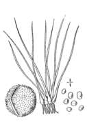 Image of Sugary Quillwort