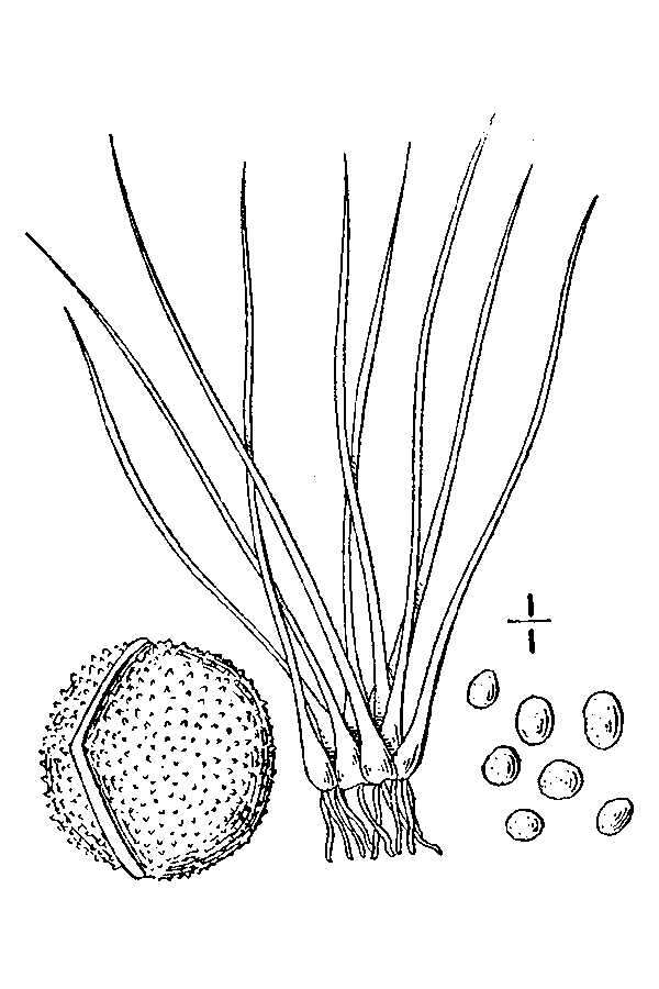 Image of Sugary Quillwort