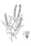 Itea virginica L. resmi