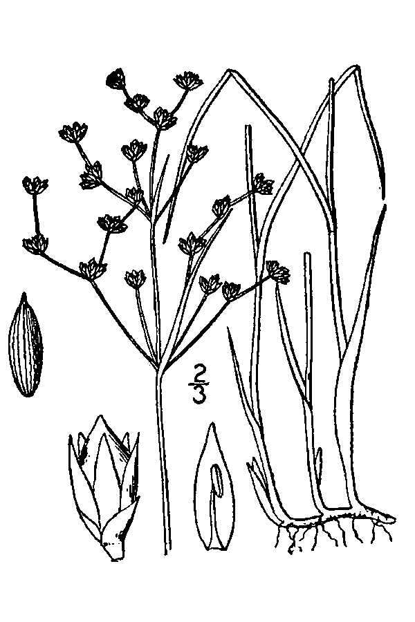 Juncus articulatus L. resmi