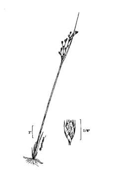 Juncus balticus subsp. littoralis (Engelm.) Snogerup resmi