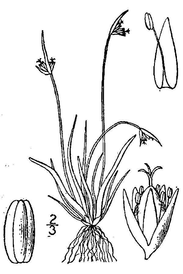 Image of twoflower rush