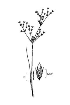 Juncus brachycephalus (Engelm.) Buch. resmi