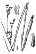 Image of Narrow-Panicle Rush