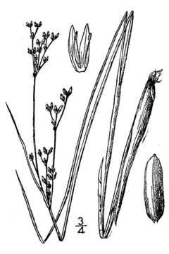 Sivun Juncus brevicaudatus (Engelm.) Fern. kuva