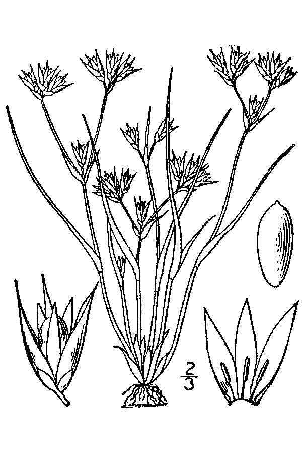 Imagem de Juncus bufonius L.