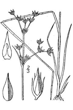 Слика од Juncus caesariensis Coville