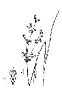 Juncus canadensis Gay resmi