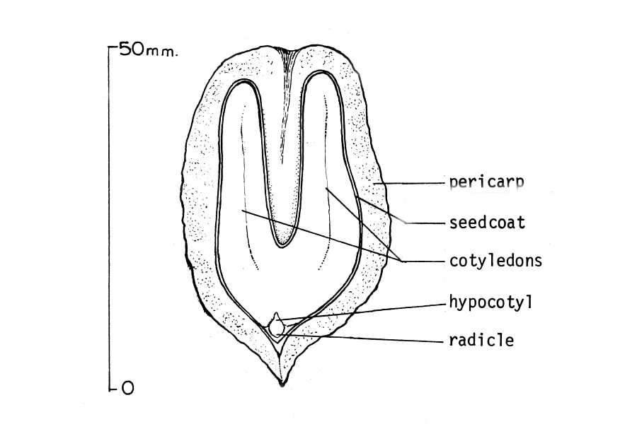 Image of butternut