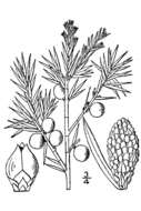 Imagem de Juniperus communis L.