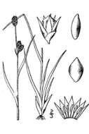 Imagem de Luzula arctica subsp. arctica