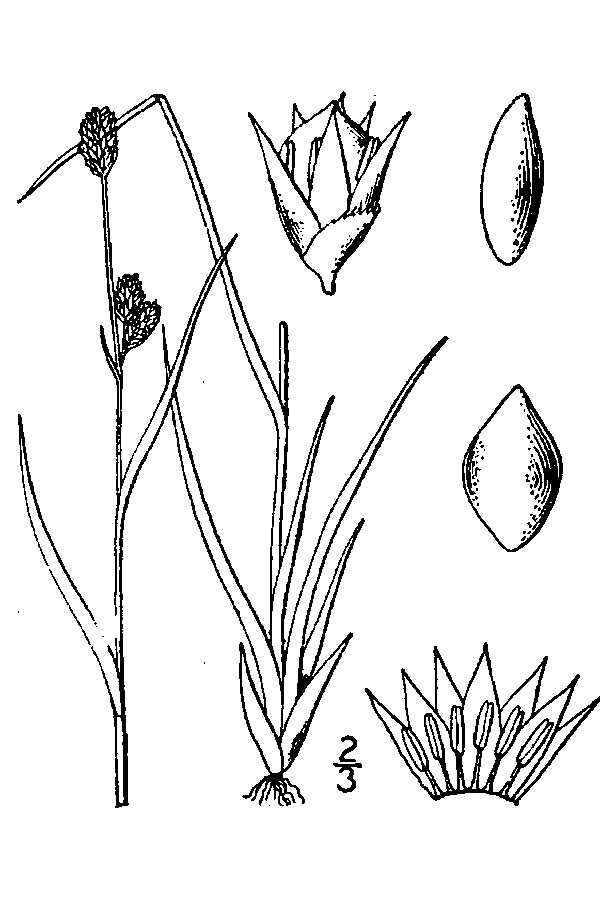 Image de Luzula arctica subsp. arctica