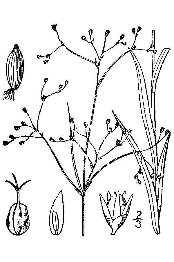 Image of smallflowered woodrush