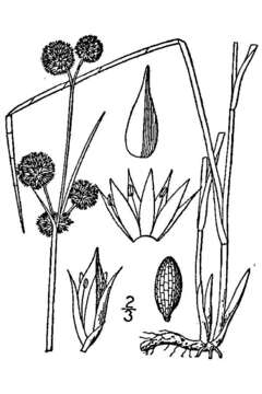 Sivun Juncus scirpoides Lam. kuva